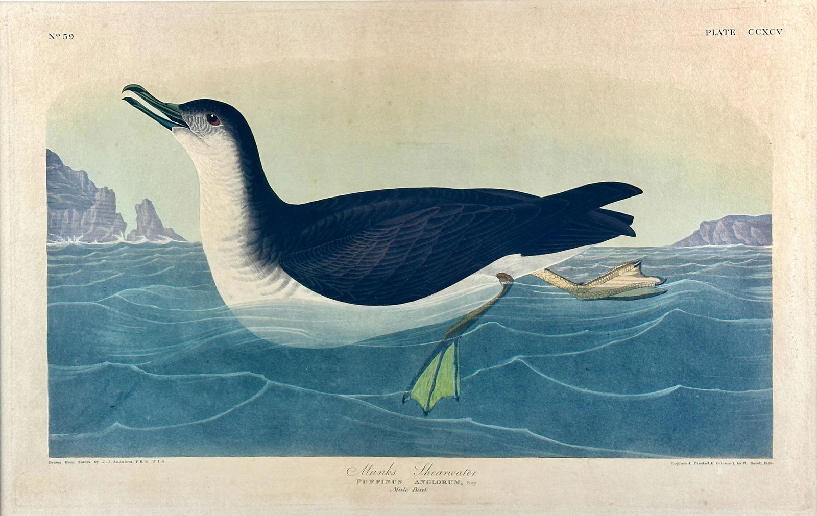 Avian Prints (1 of 11)