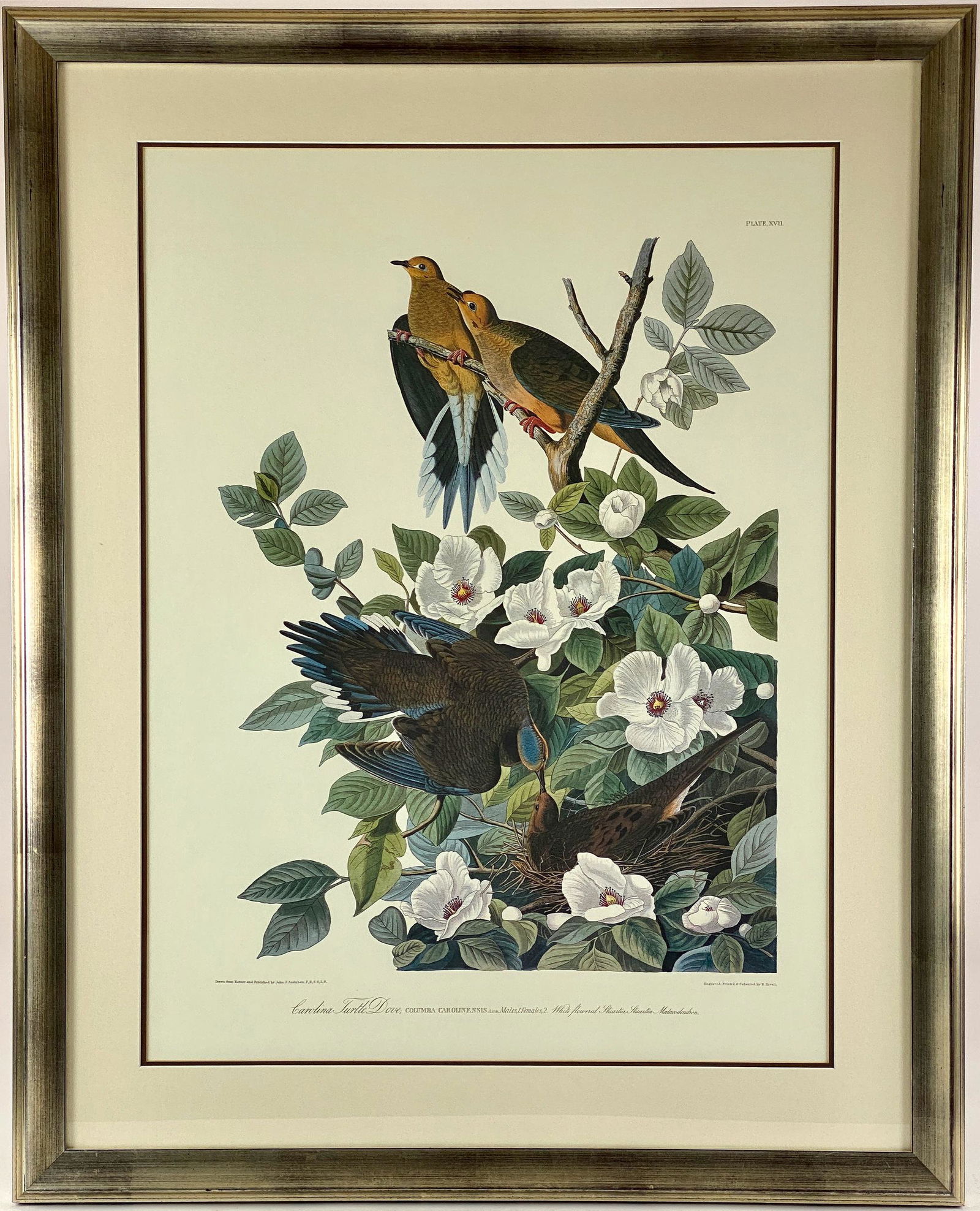 3 Audubon Havell Offset Lithographs (1 of 15)