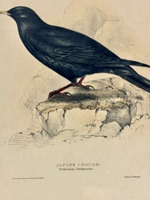 Pair of J. & E. Gould Bird Lithographs