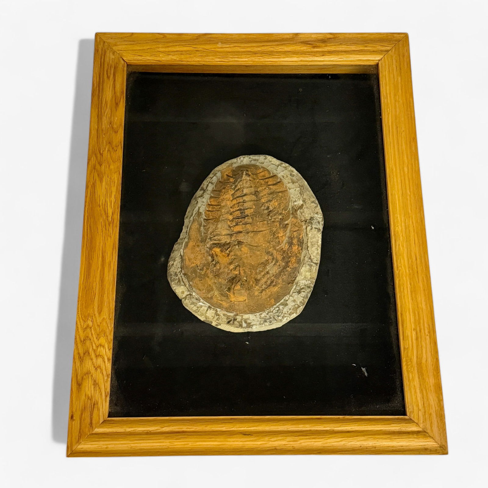 Large Trilobite in Shadowbox Glass Case (1 of 5)