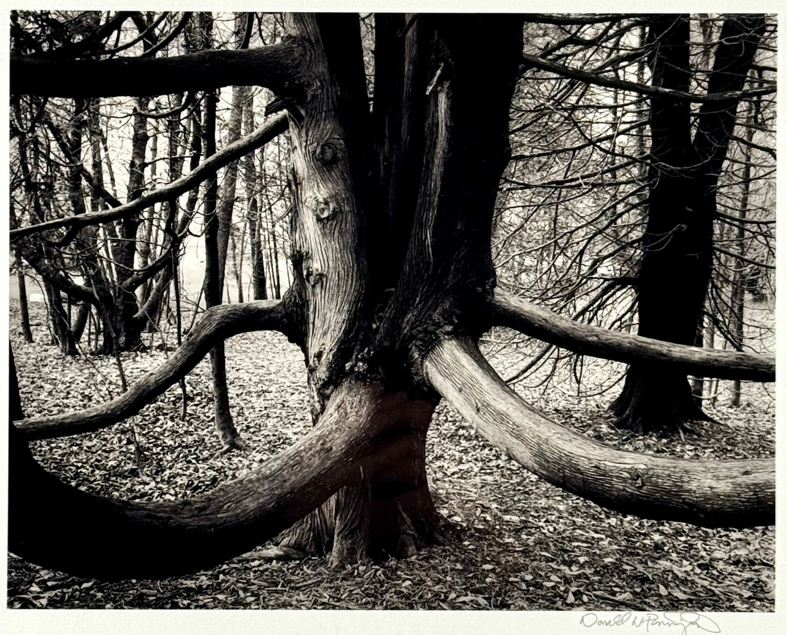 Pair of 20th Century Photographs: One by John Blakemore, titled "Rocks and Tide, Friog", signed and dated 1977 to the lower right. Another image by Donald N. Pennington depicting a woodland scene. Largest framed is the Blakemore at: 2