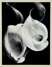 Imogen Cunningham (American, 1883-1976)