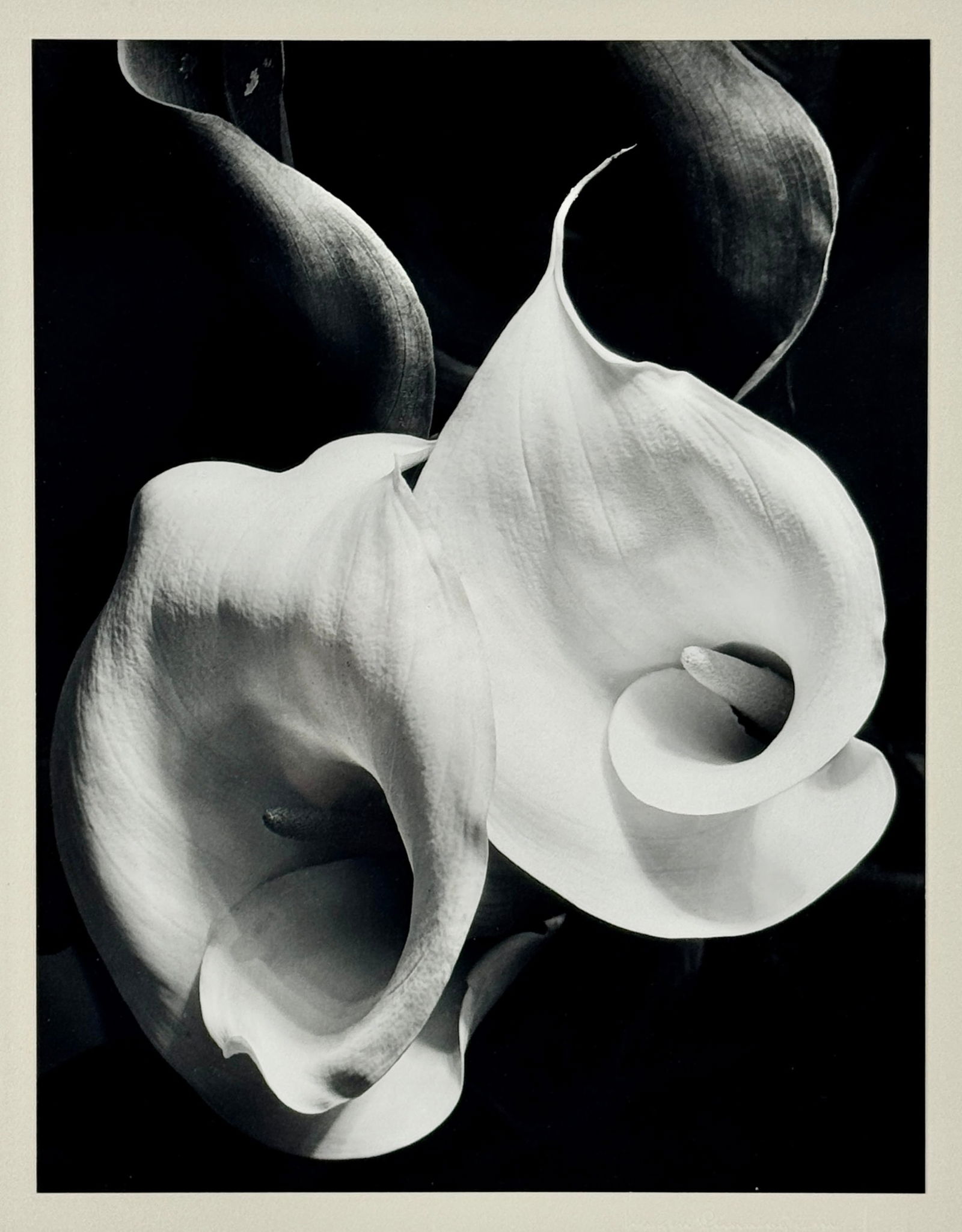 Imogen Cunningham (American, 1883-1976) (1 of 4)