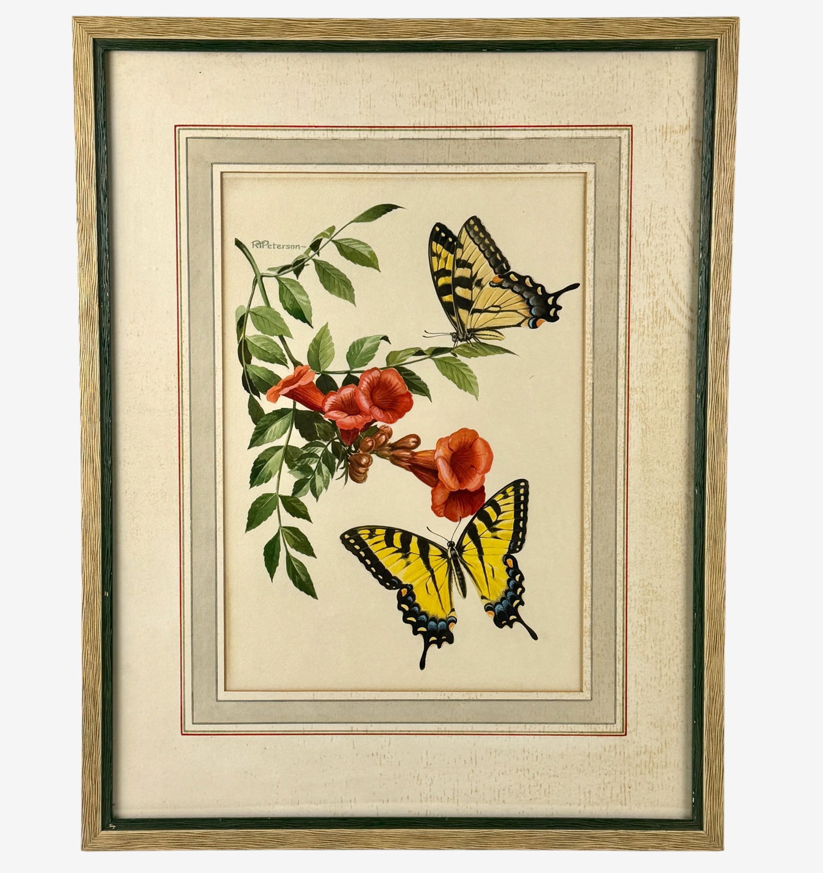 Butterflies by Roger Tory Peterson (1 of 3)