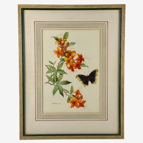 Butterfly by Roger Tory Peterson