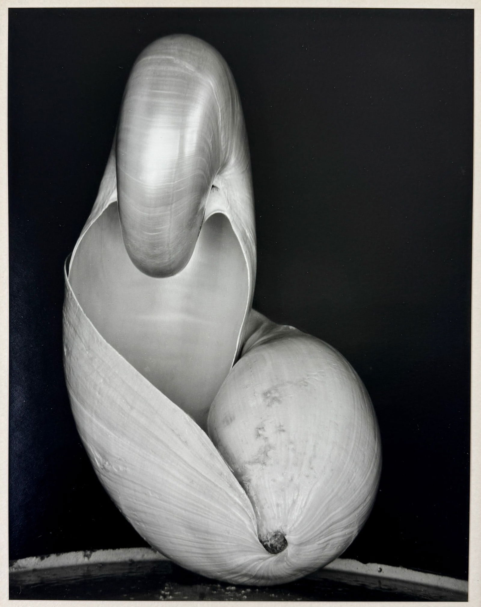 Edward Weston (1886-1958): Shell, 1927. Gelatin silver print, mounted, signed, titled, dated, and numbered '14S' in pencil by Cole Weston, the photographer's son, and stamped on the reverse, 1927, printed posthumously by Cole W