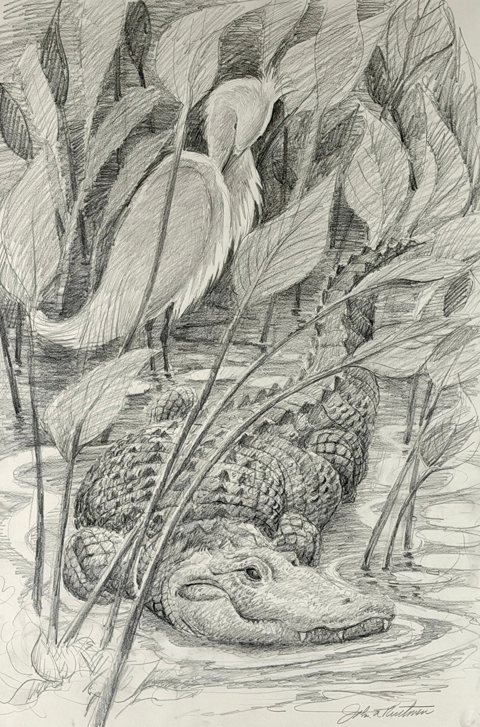 John Ruthven (American, 1924-2020) Graphite Sketch: John Ruthven graphite drawing of an alligator amidst foliage, signed lower right by the artist. Sight size: