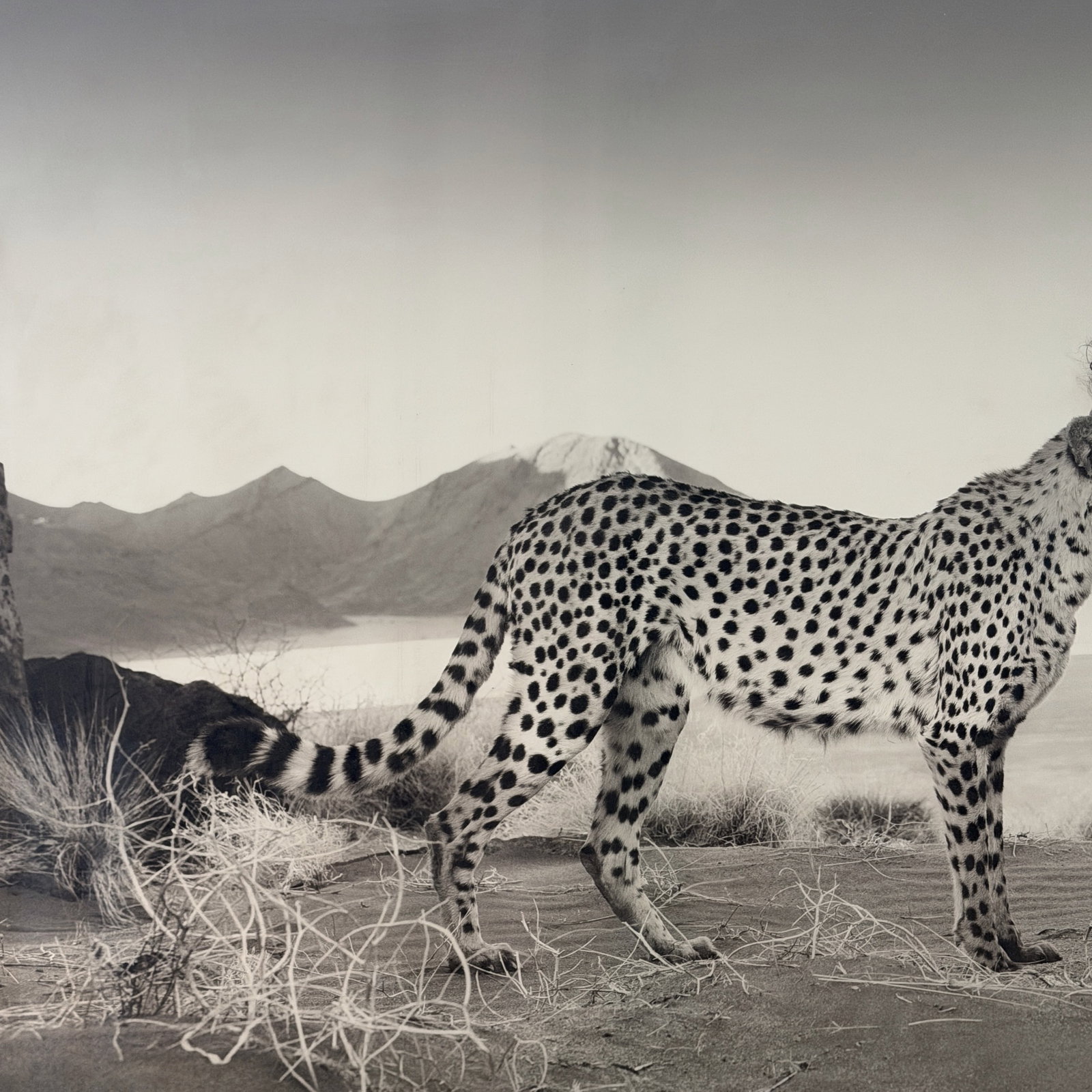 David Yarrow (British, b. 1966) - 7