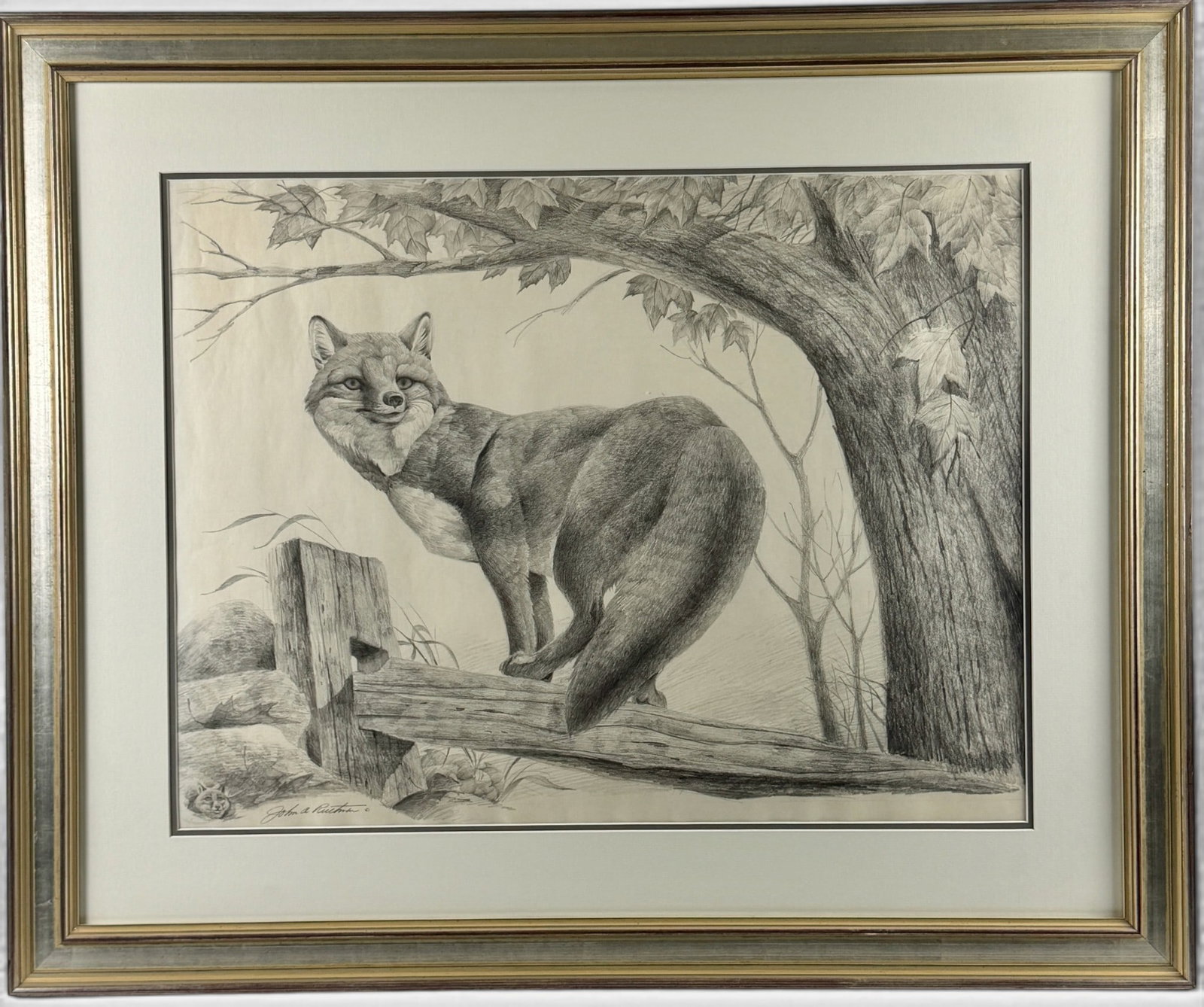 Graphite Sketch of Fox by John Ruthven (1 of 4)