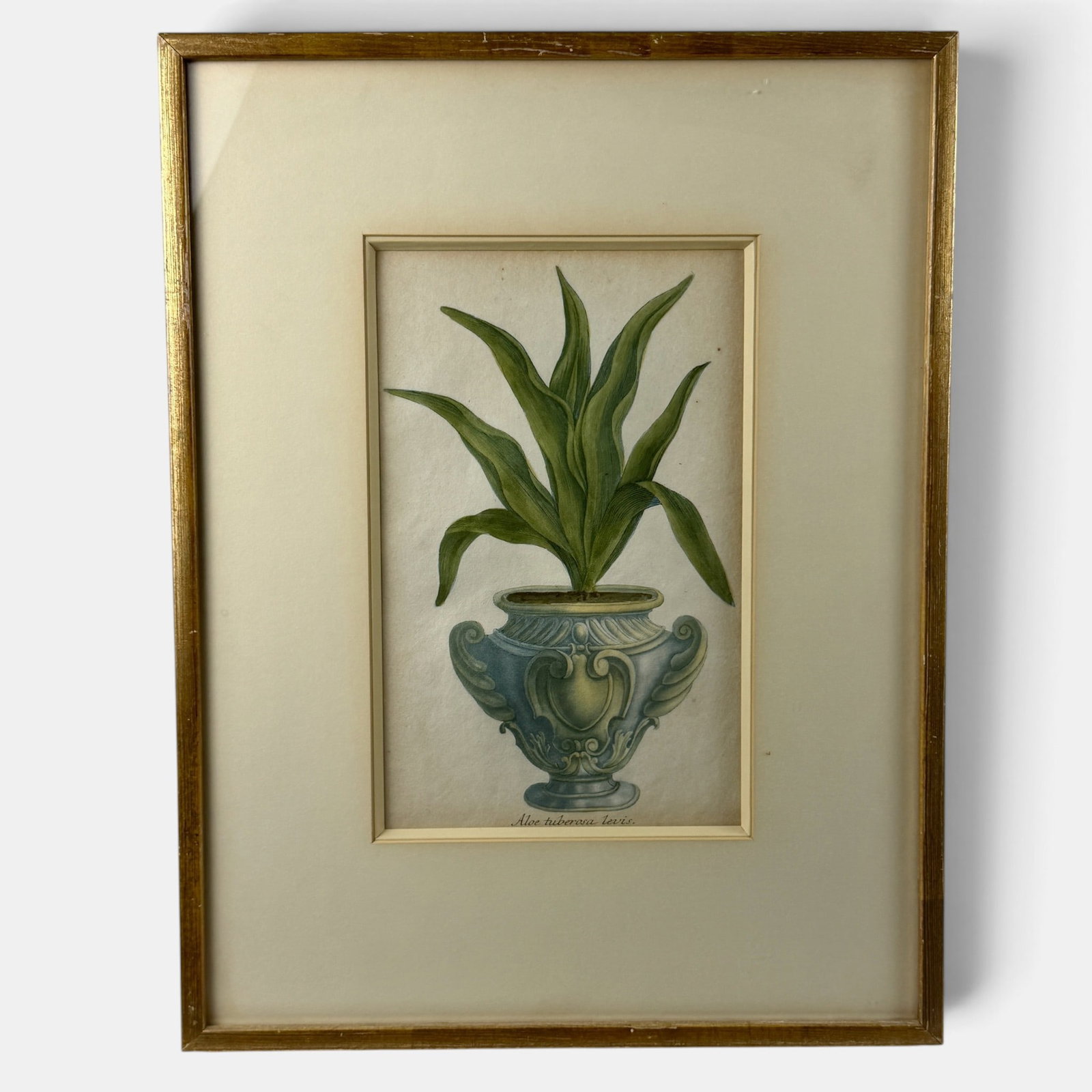 Six Botanical Aloe Mezzotints, Georg Ehret: Georg Ehret (German, 1708-1770). Six mezzotint and watercolor works framed, each with aloe studies. Each 21" x 16" (framed).