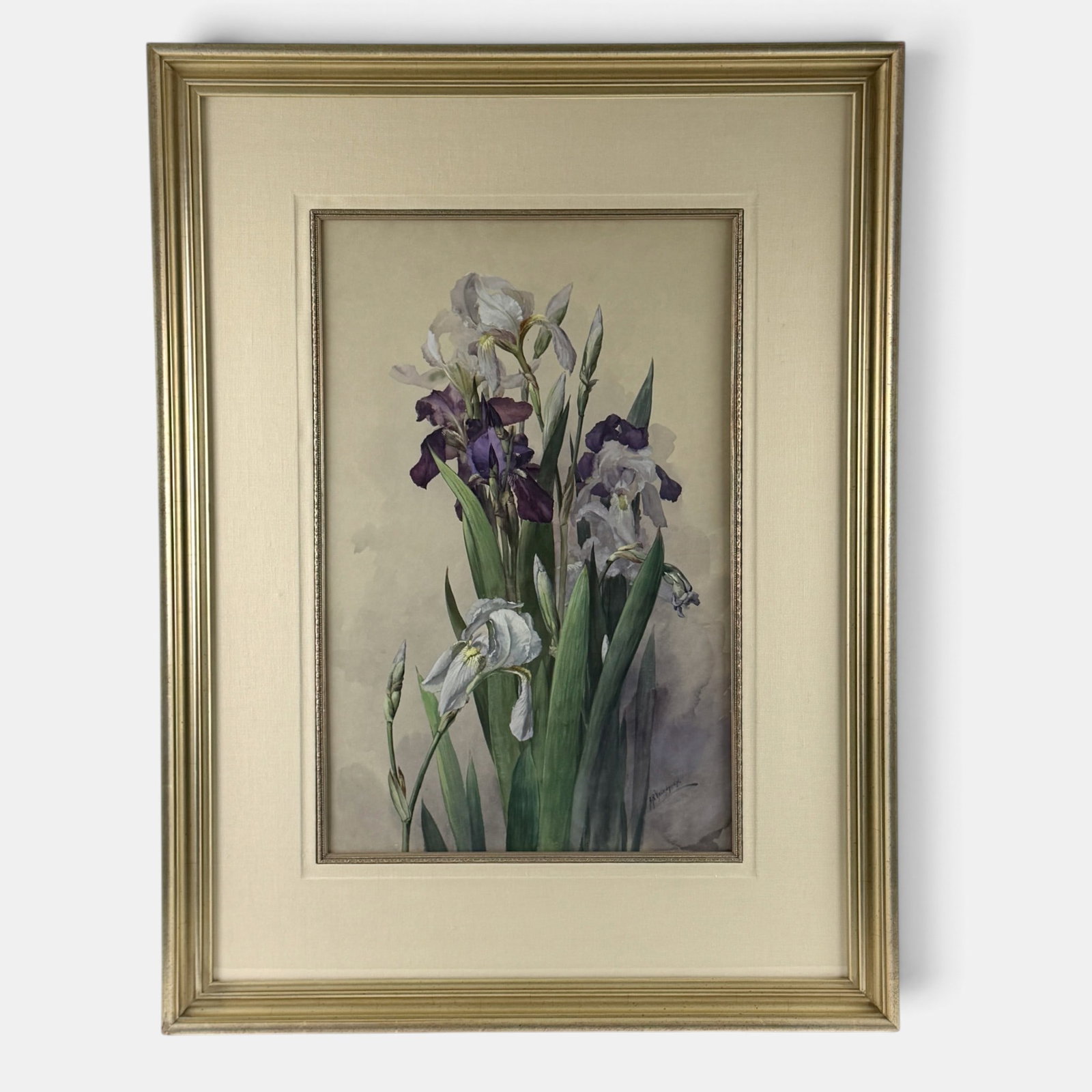 A.R. Valentien gouache, Irises.: Important Albert R. Valentien (1862-1925) gouache of irises, most likely painted sometime between 1910 and 1920. Signed lower right, the painting features both white and purple irises in full bloom.