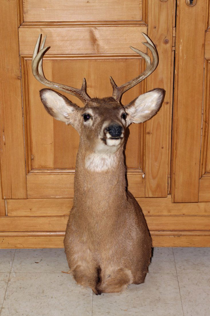 Mounted 8 Point Buck Head Taxidermy: Large taxidermy 8 pt whitetail deer shoulder mount or also called head mount.