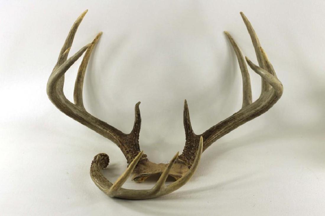Deer Antlers (1 of 1)