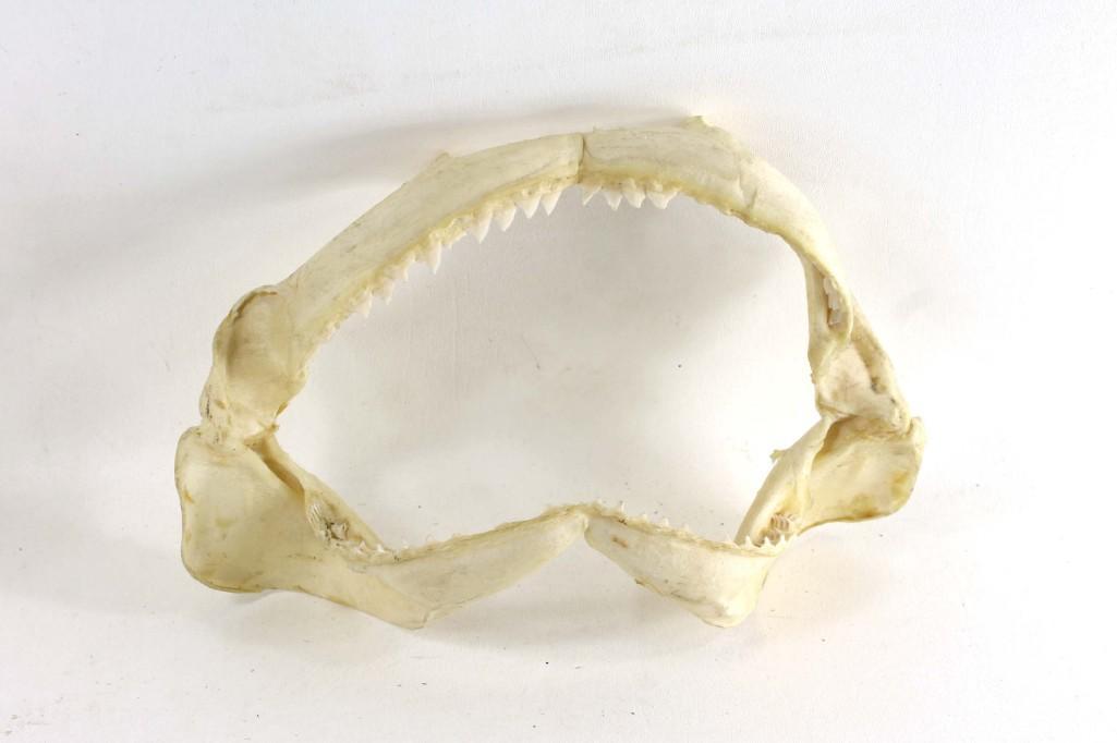 Taxidermy Jaw Bones Probably from a Shark (1 of 3)