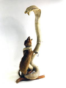 Taxidermy Snake and Mongoose: Taxidermy Snake and Mongoose . Creepy cool Condition: It's in rough condition with tears, missing eyes, etc. Please see all pictures