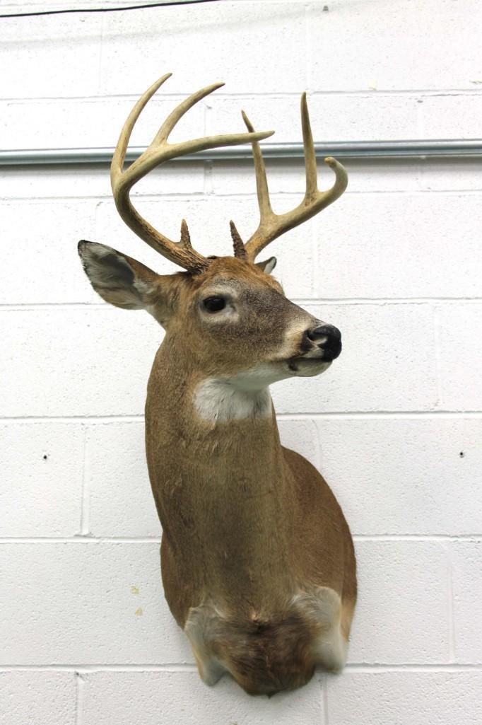 Mounted Taxidermy 8 Point Buck Head (1 of 4)