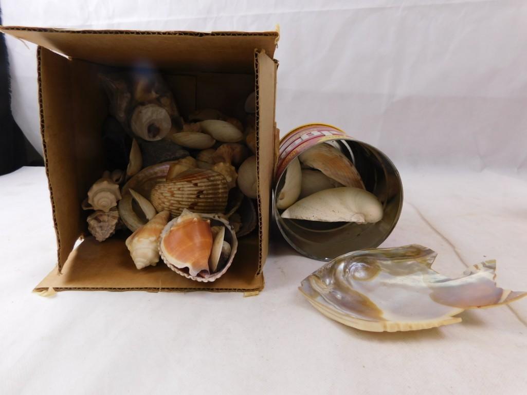 Large Lot of Seashells including one carved into the: Large Lot of Seashells including one carved into the shape of a fish She sells seashells
