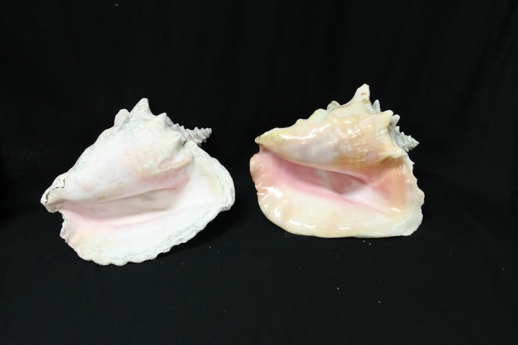 Lot of 2 Conch Shells: Lot of 2 Conch Shells Condition: the one on the left has a chip on the left side. Please see all pictures