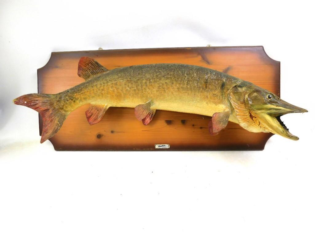 Taxidermy Mounted Muskie Fish (1 of 6)