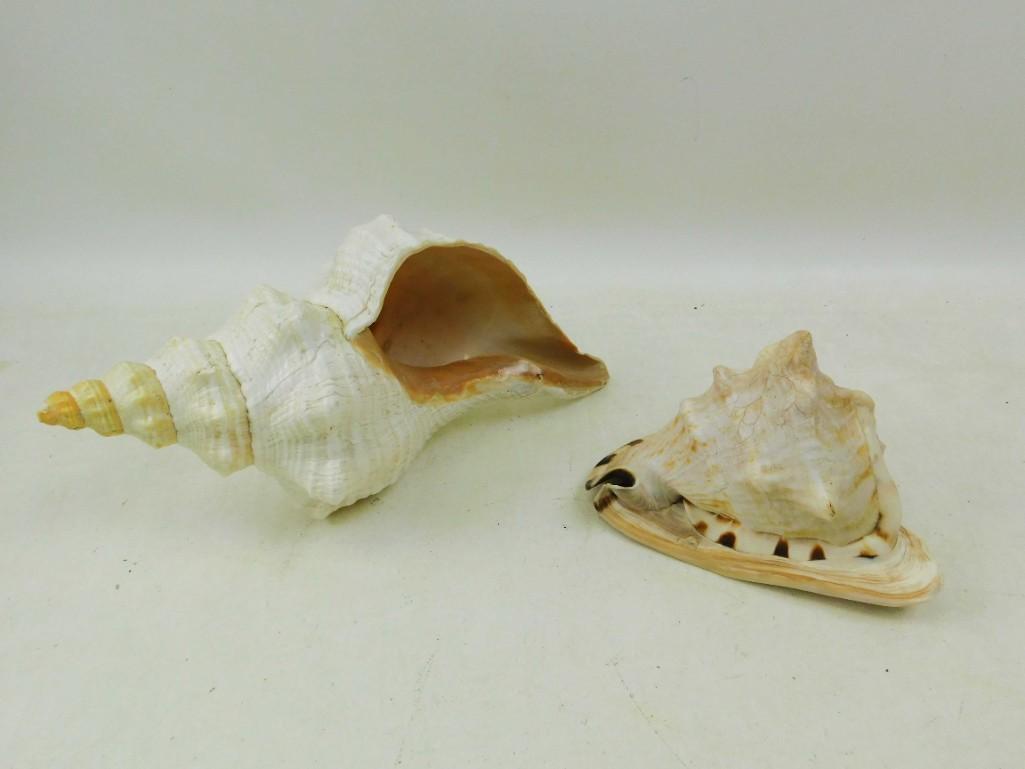 Lot of 2 Seashells: Lot of 2 Sea Shells