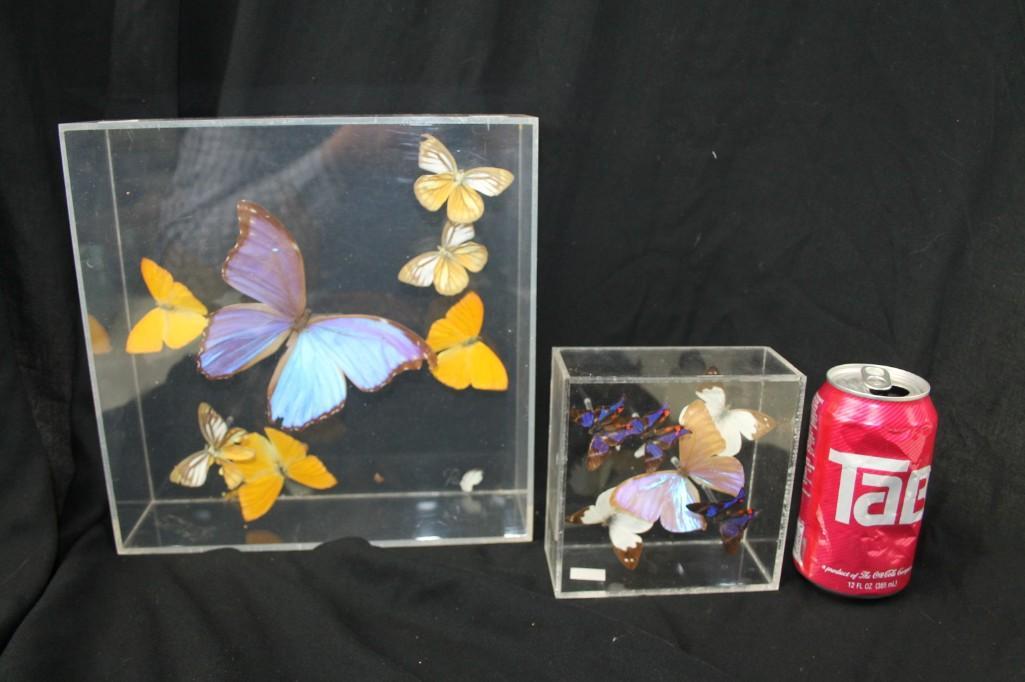 Dried Butterfly Specimens in Acrylic Display Boxes (1 of 4)