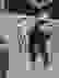 item-103356287=4