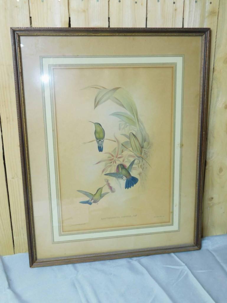 Framed Lithograph of Birds , Erythronota Sophiae , (1 of 7)