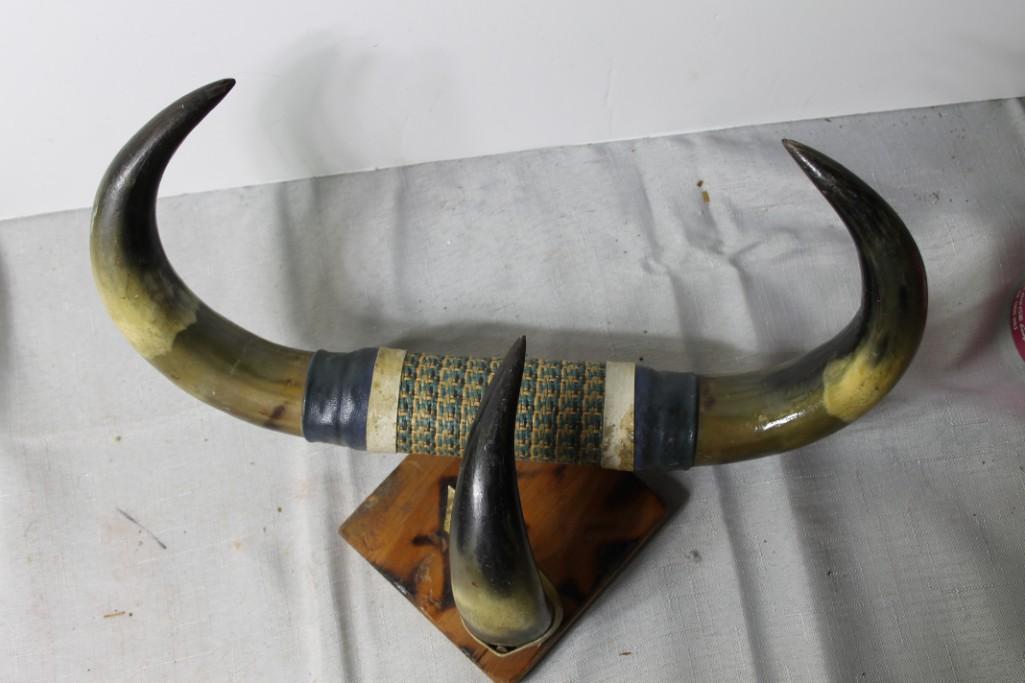 Small Mounted Bull Horns (1 of 4)