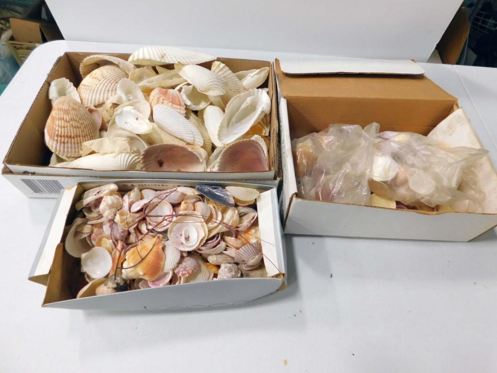 Lot of Seashells: Lot of Seashells