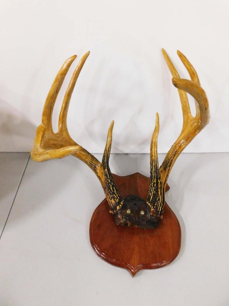 Large Mounted Set of Deer Antlers 5 Point (1 of 4)