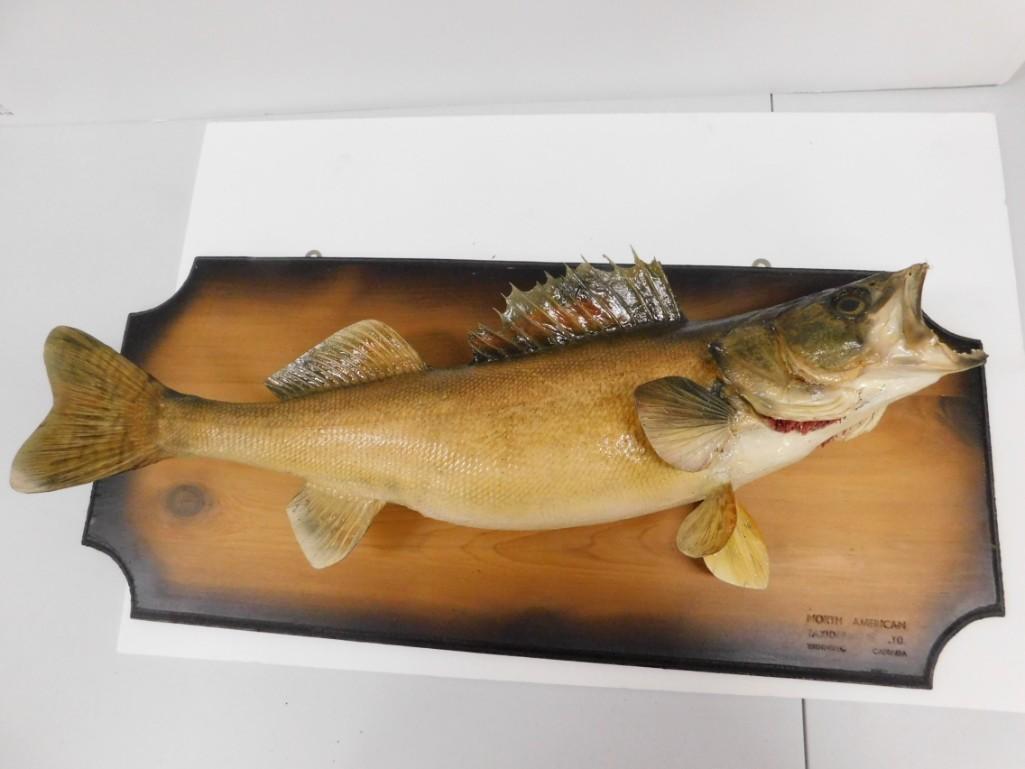 Mounted Walleye Taxidermy Fish (1 of 5)