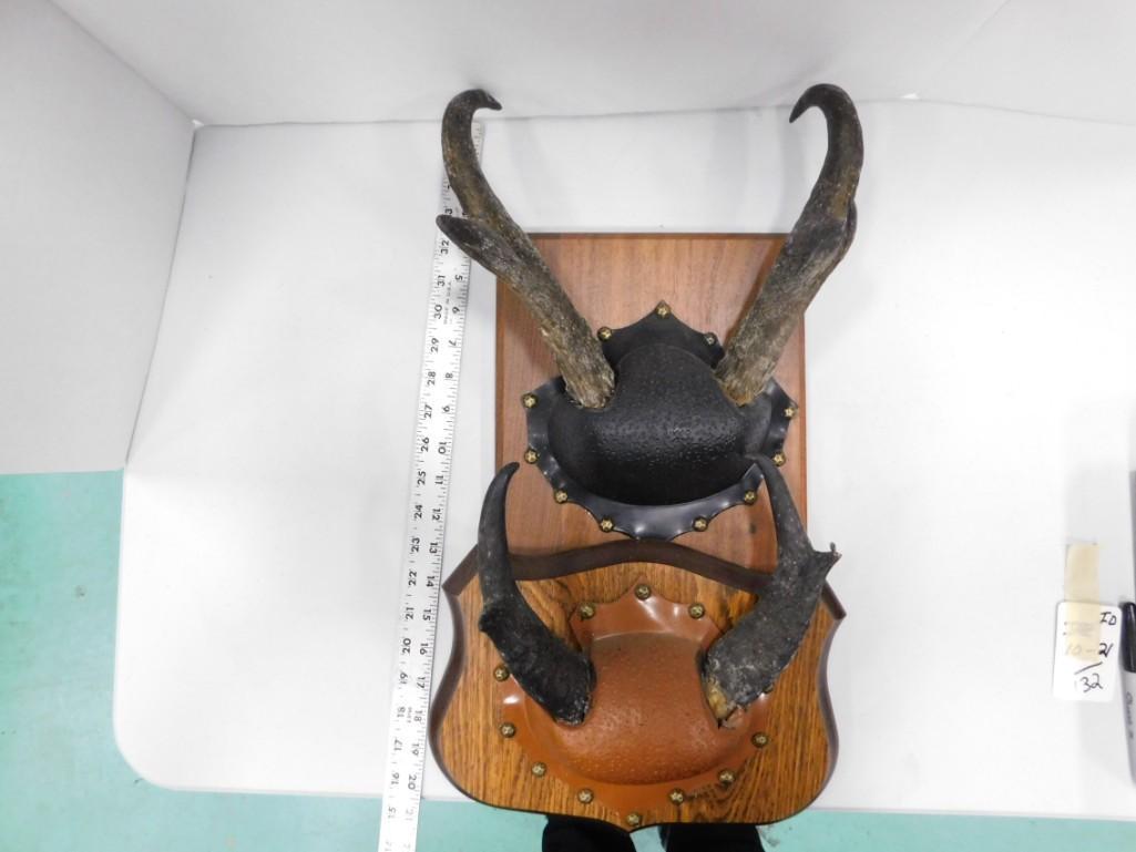 2 Sets of Mounted Antlers (1 of 7)