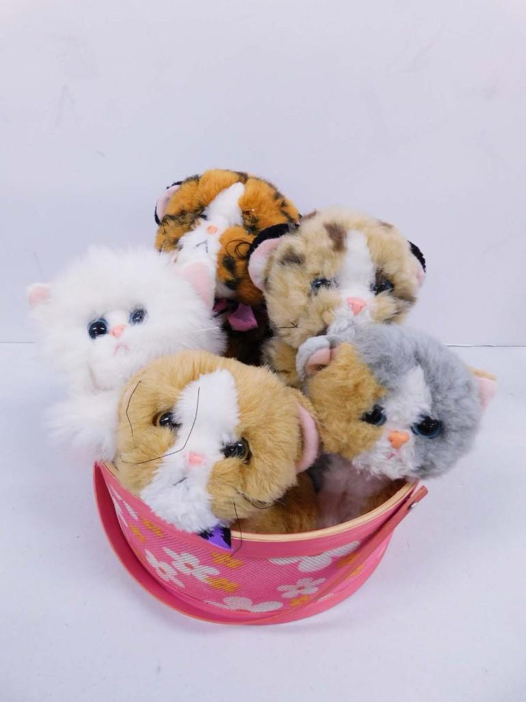 Kitty kitty sale kittens