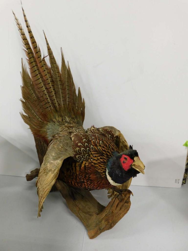 Taxidermy Ring Neck Pheasant (1 of 5)