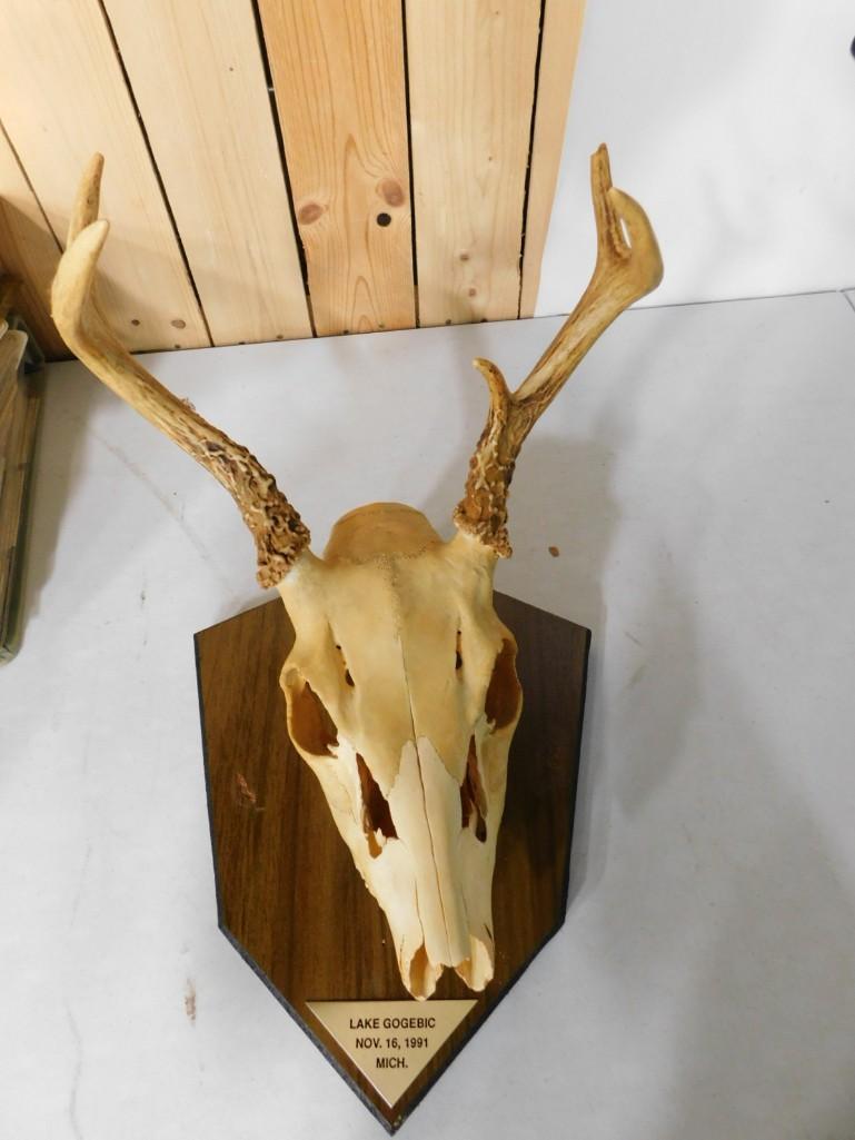 Mounted Deer Skull: Mounted Deer Skull