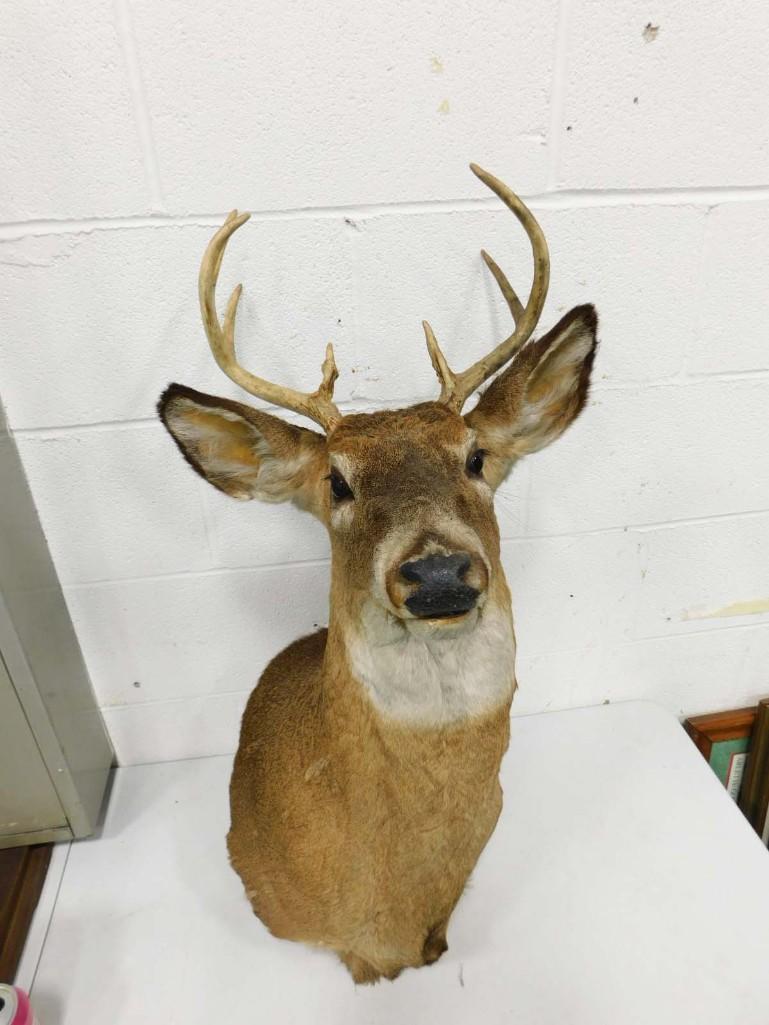 Taxidermy Deer Head Mount: Taxidermy Deer Head Mount