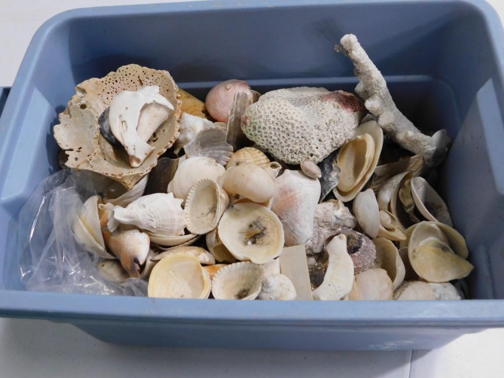 Large Lot of Seashells (1 of 3)