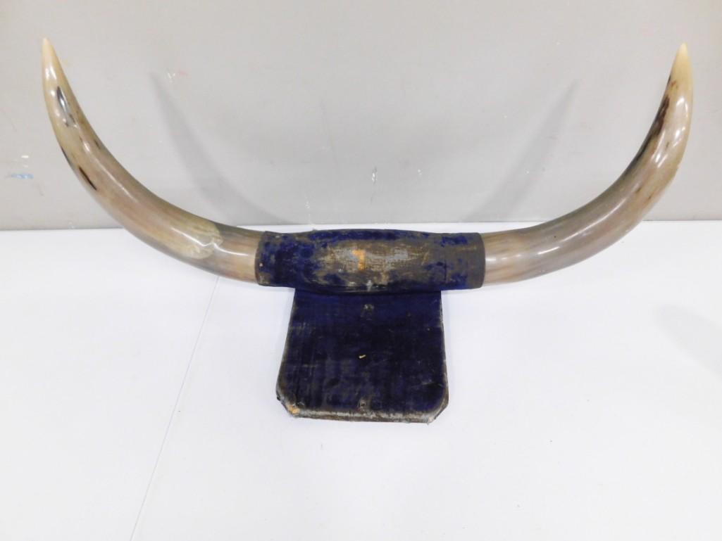 Mounted Cattle Horns or Steer Horns (1 of 3)