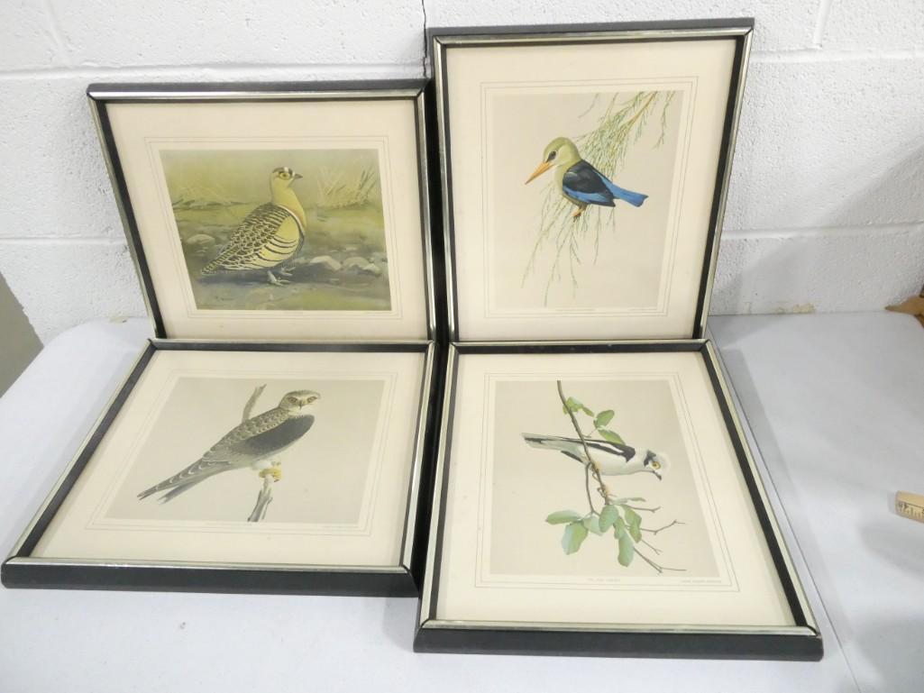 Set of 4 1903 Louis Agassiz Fuertes Framed Bird Lithographs (1 of 6)