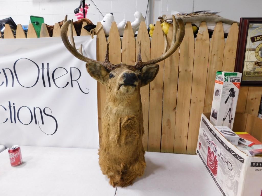 Taxidermy Deer Head (1 of 6)