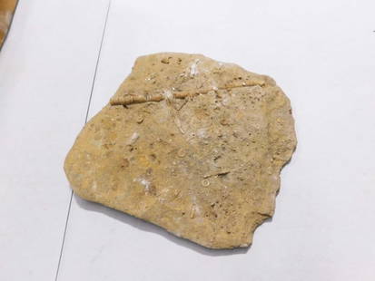 Fossil: Fossil