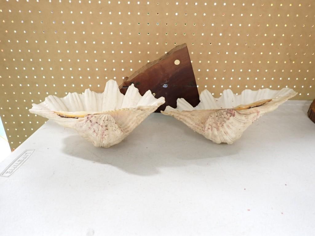 Petrified Wood Painting, and two large Seashells (about 10") (1 of 4)