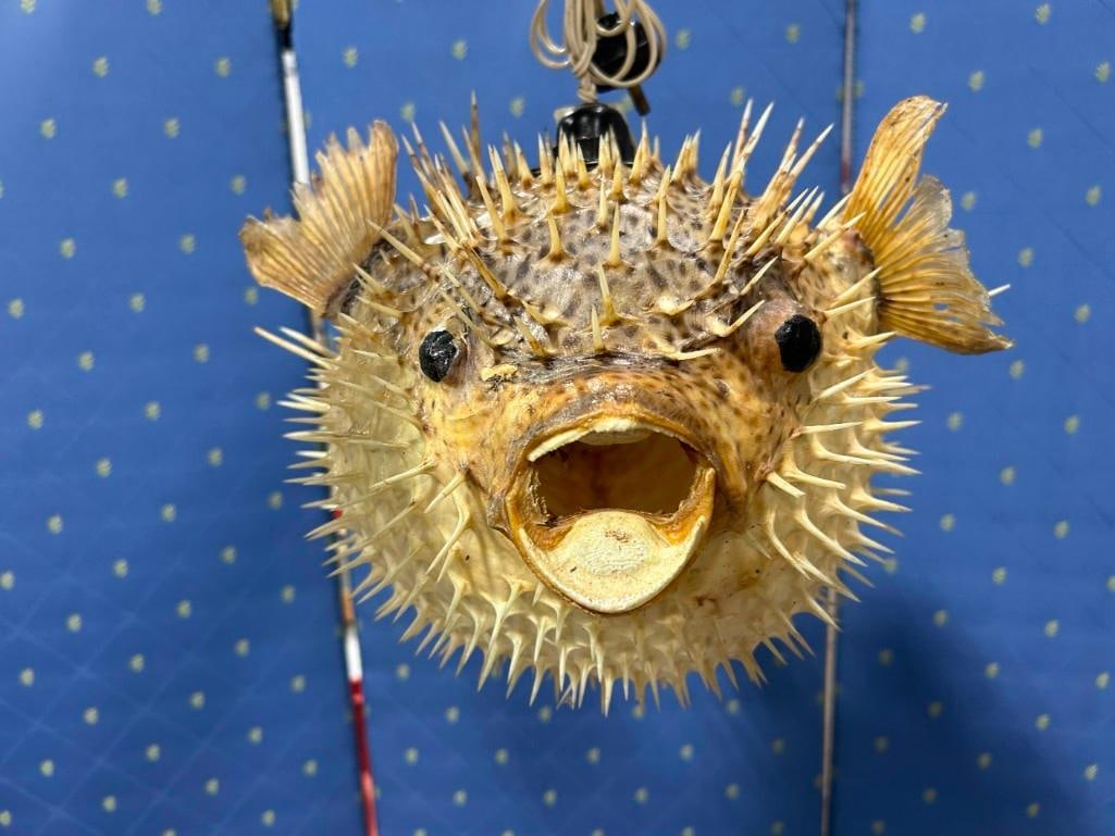 Puffer Fish or Blowfish Taxidermy Hanging Lamp 14" x 20" (1 of 10)