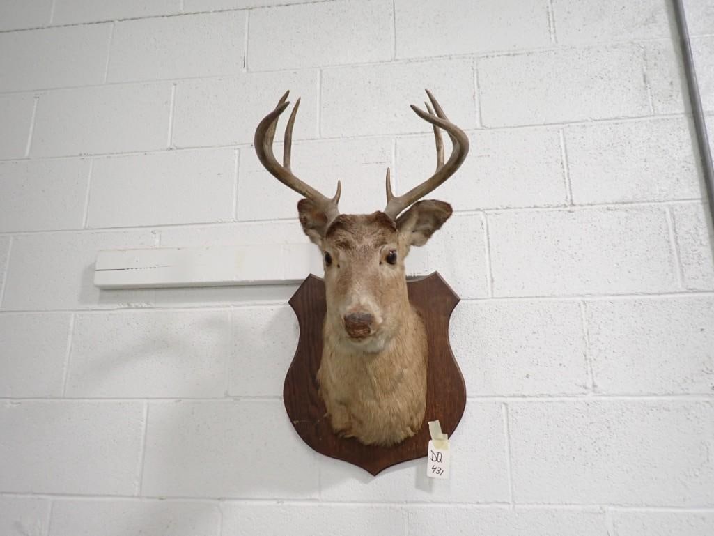 Taxidermy Deer Head Mounted on Wood 8 Points (1 of 5)