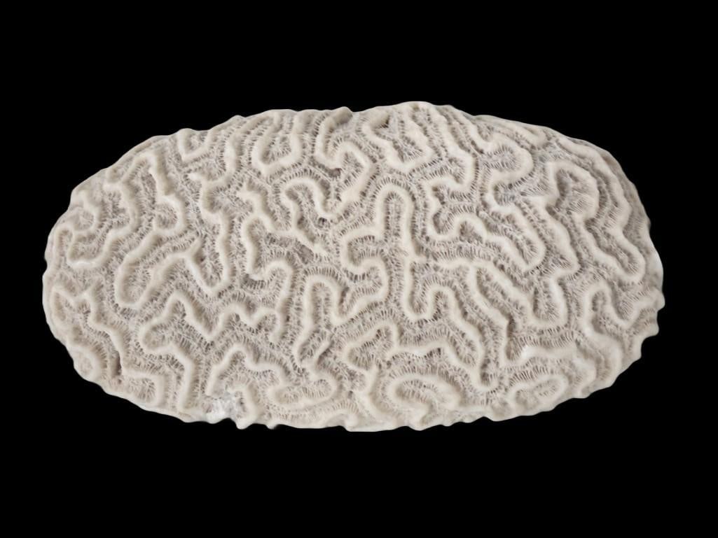 A Brain Coral Specimen (1 of 8)
