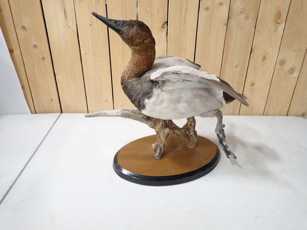 Mounted Taxidermy Canvasback Diving Duck on Branch with Wood Bass (1 of 6)