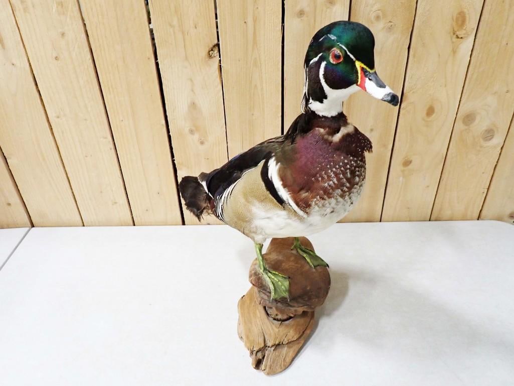 Mounted Taxidermy Wood Duck on Driftwood: Mounted Taxidermy Wood Duck on Driftwood
