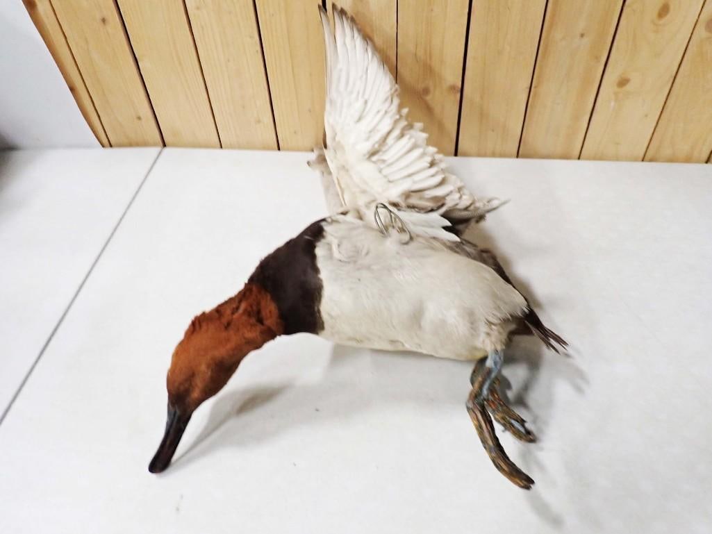 Taxidermy Canvasback Diving Duck (1 of 5)
