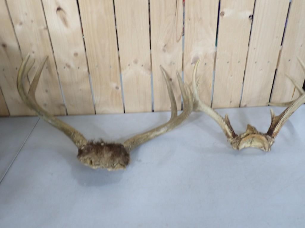 2 Sets of Antlers: 2 Sets of Antlers