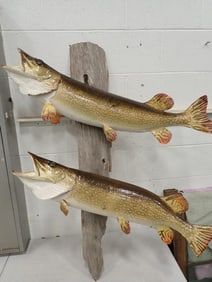 2 Taxidermy Mounted Northern Pike Fish